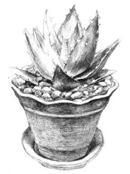 小盆栽蘆薈素描畫法步驟10
