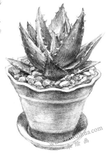 小盆栽蘆薈素描畫法步驟13