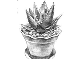 蘆薈素描畫法