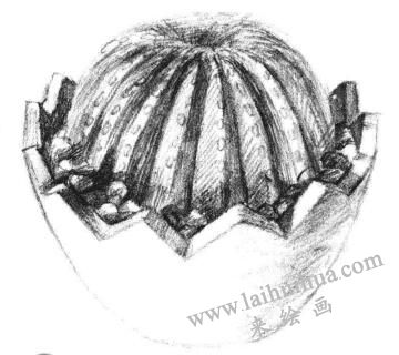 小盆栽仙人球素描畫法步驟08
