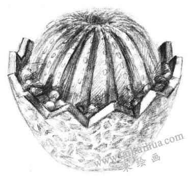 小盆栽仙人球素描畫法步驟09