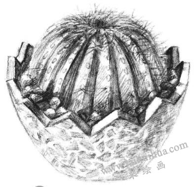 小盆栽仙人球素描畫法步驟10