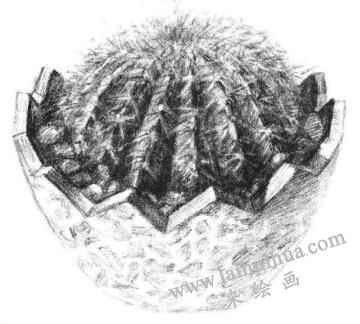 小盆栽仙人球素描畫法步驟12