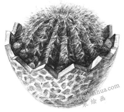 小盆栽仙人球素描畫法步驟14
