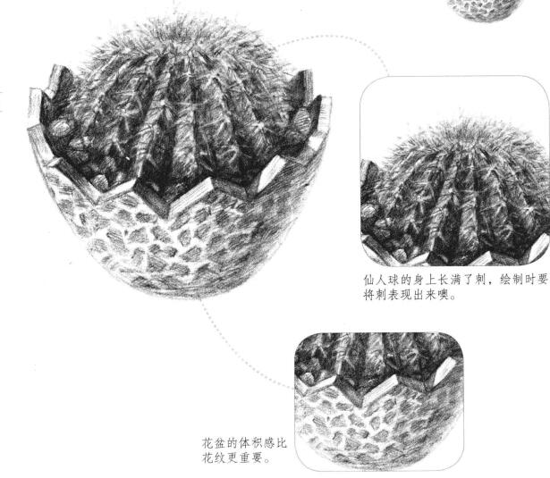 仙人球素描畫法