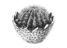 仙人球素描畫法