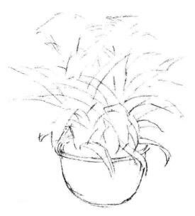 小盆栽鳳梨花素描畫法步驟02