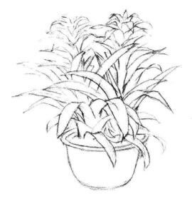 小盆栽鳳梨花素描畫法步驟03