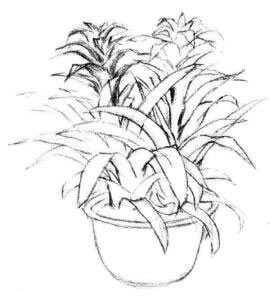 小盆栽鳳梨花素描畫法步驟04