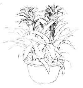小盆栽鳳梨花素描畫法步驟05