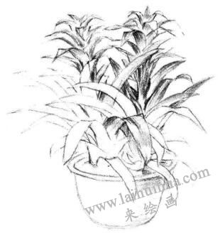 小盆栽鳳梨花素描畫法步驟06