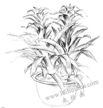 小盆栽鳳梨花素描畫法步驟07