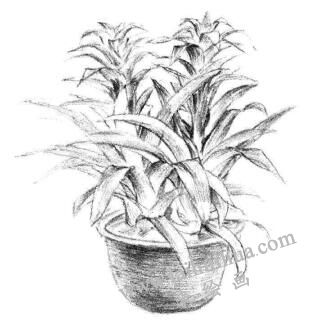 小盆栽鳳梨花素描畫法步驟08