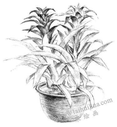 小盆栽鳳梨花素描畫法步驟09