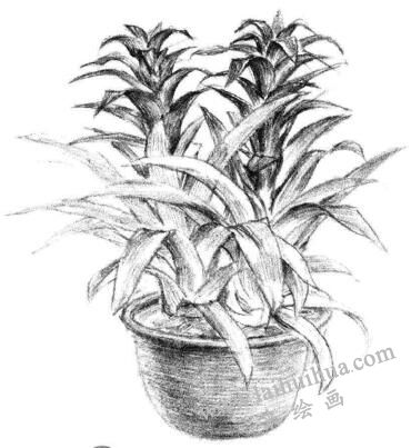 小盆栽鳳梨花素描畫法步驟10