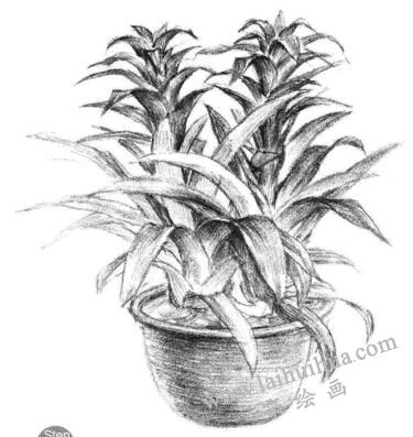 小盆栽鳳梨花素描畫法步驟11