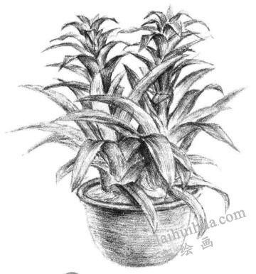 小盆栽鳳梨花素描畫法步驟13
