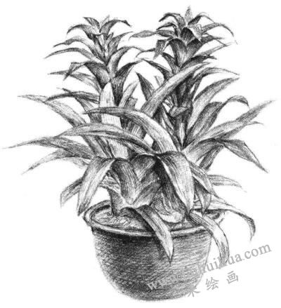 小盆栽鳳梨花素描畫法步驟13