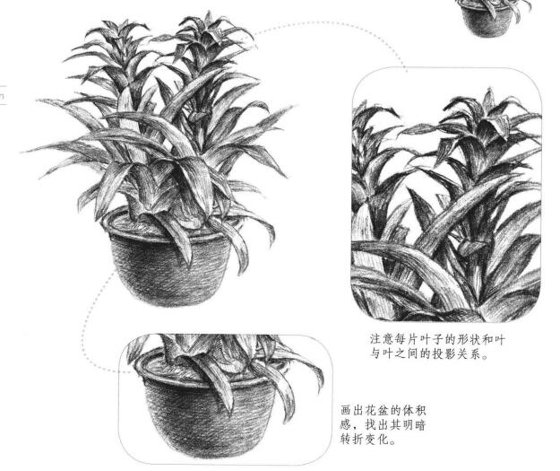 鳳梨花素描畫法