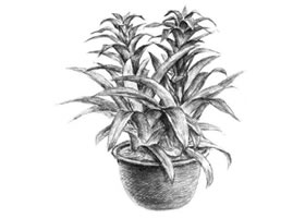 鳳梨花素描畫法