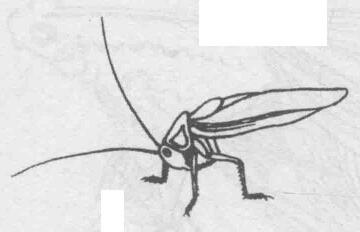 白描蟈蟈（蛐蛐）的畫(huà)法步驟與技巧03