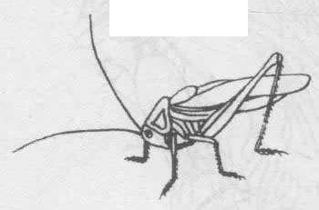 白描蟈蟈（蛐蛐）的畫(huà)法步驟與技巧04