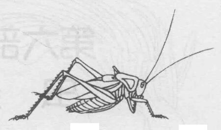 白描蟈蟈（蛐蛐）的畫(huà)法步驟與技巧06