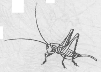 白描蟈蟈（蛐蛐）的畫(huà)法步驟與技巧08