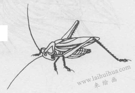 白描蟈蟈（蛐蛐）的畫(huà)法步驟與技巧09