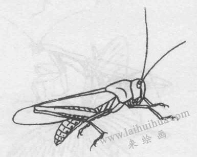 白描蝗蟲的畫法步驟與技巧09