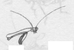 白描螳螂的畫(huà)法動(dòng)態(tài)步驟與技巧02