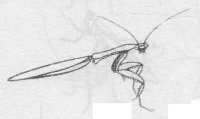 白描螳螂的畫(huà)法動(dòng)態(tài)步驟與技巧04