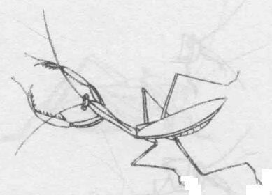 白描螳螂的畫(huà)法動(dòng)態(tài)步驟與技巧06