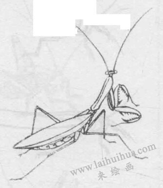 白描螳螂的畫(huà)法動(dòng)態(tài)步驟與技巧07