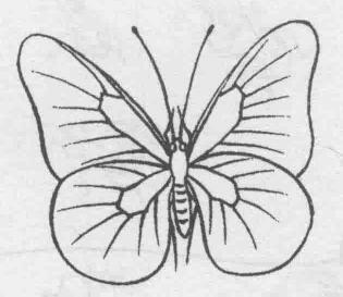 白描蝴蝶的畫(huà)法步驟與技巧04