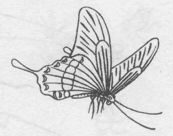 白描蝴蝶的畫(huà)法步驟與技巧05