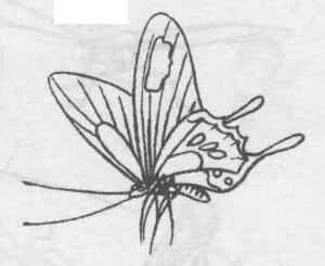 白描蝴蝶的畫(huà)法步驟與技巧07