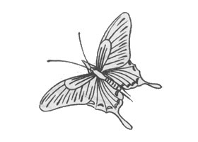 白描蝴蝶的畫法步驟與技巧