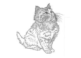 貓的白描作品圖片
