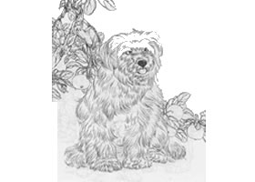 狗的白描作品圖片