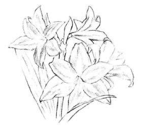 朱頂紅素描畫法步驟03