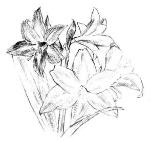 朱頂紅素描畫法步驟05
