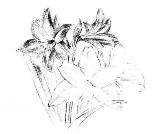朱頂紅素描畫法步驟06