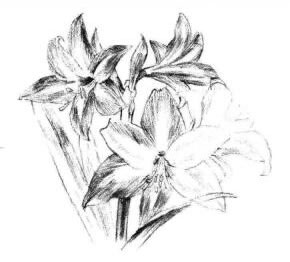 朱頂紅素描畫法步驟07