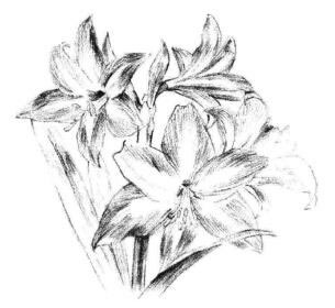 朱頂紅素描畫法步驟08