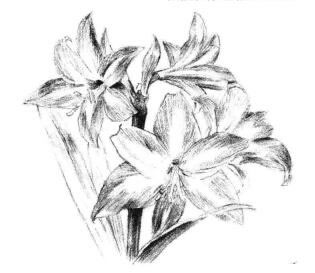 朱頂紅素描畫法步驟09