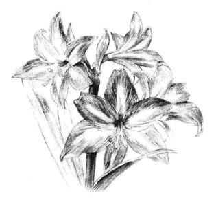 朱頂紅素描畫法步驟10