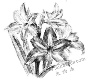 朱頂紅素描畫法步驟12