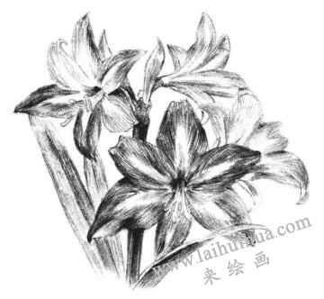 朱頂紅素描畫法步驟12
