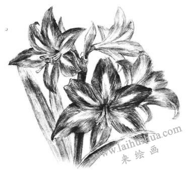 朱頂紅素描畫法步驟13